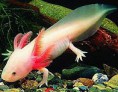 Axolotl mexický - zlatý